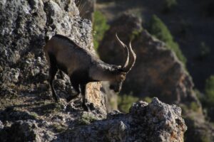 Fauna de la Sierra de Segura Cazorla y las Villas